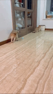 gif_petgravity1